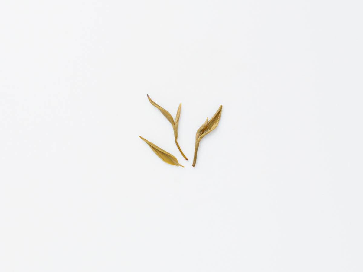 Snow Jasmine