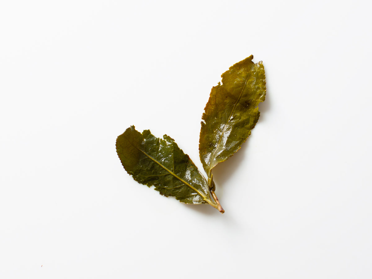Late Winter Sprout, open leaves.