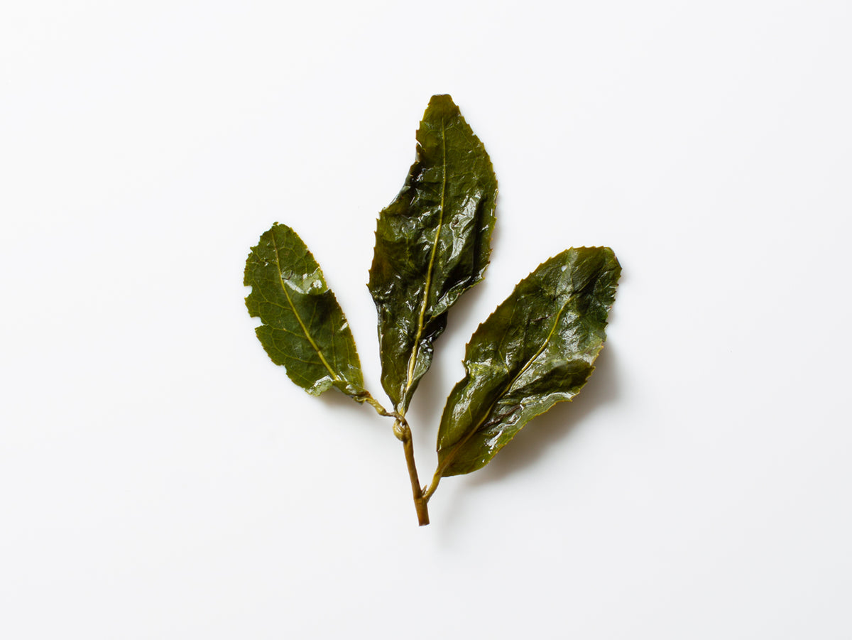 Lishan Green Heart. Oolong open leaves.