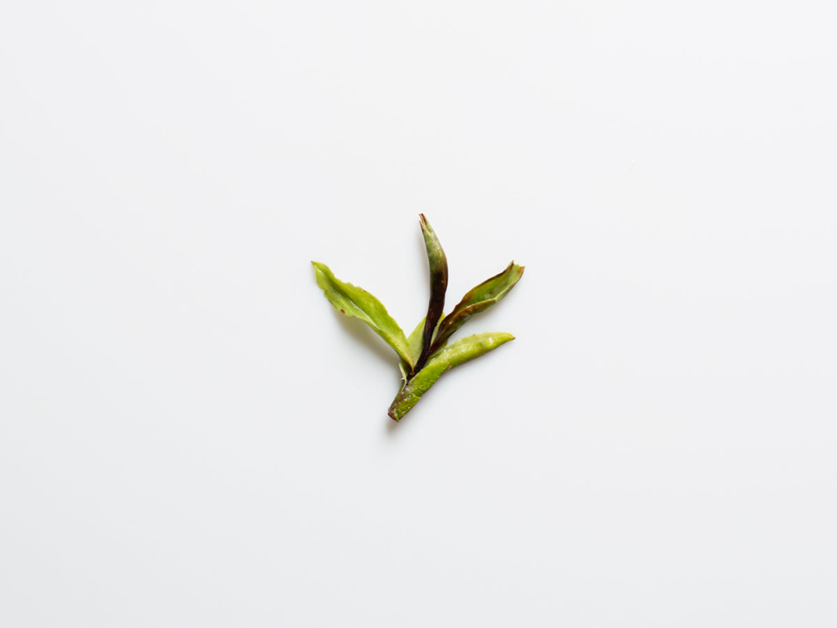 Wild Tree Yunnan White, open bud.