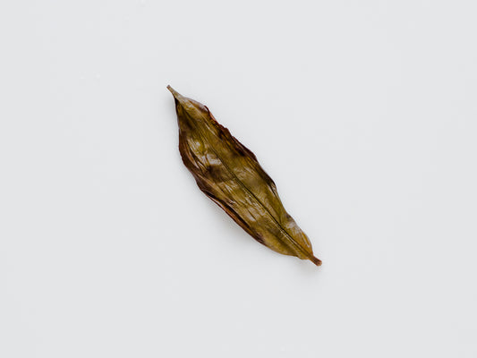 Old Grove Honey Orchid, wet leaf.